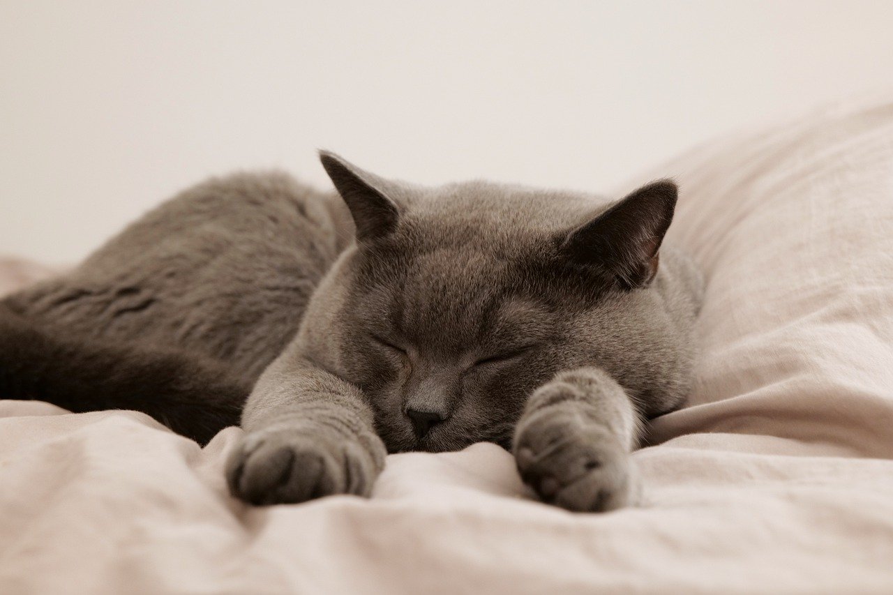 Cat on bed