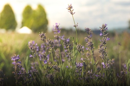 <p>Sleep and the Senses: How Scents Enhance Your Bedtime Ritual</p>